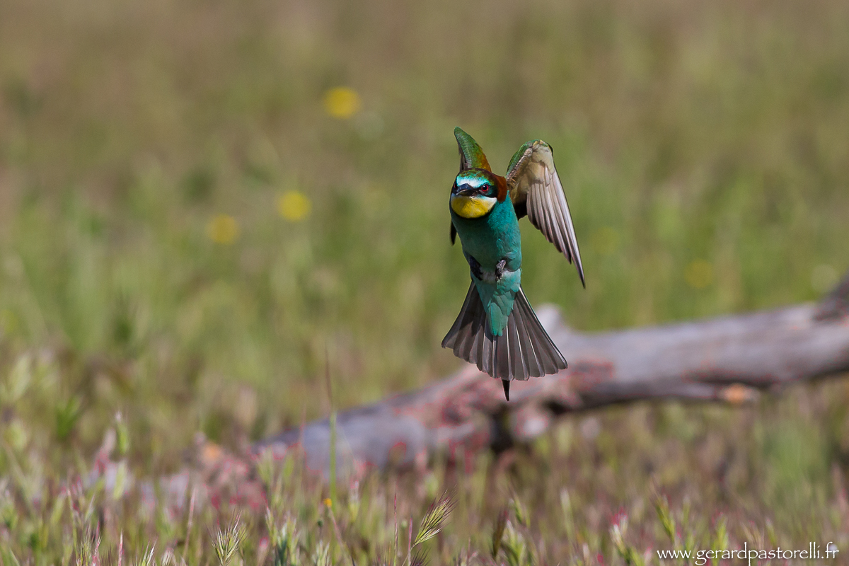 Bee eater 59